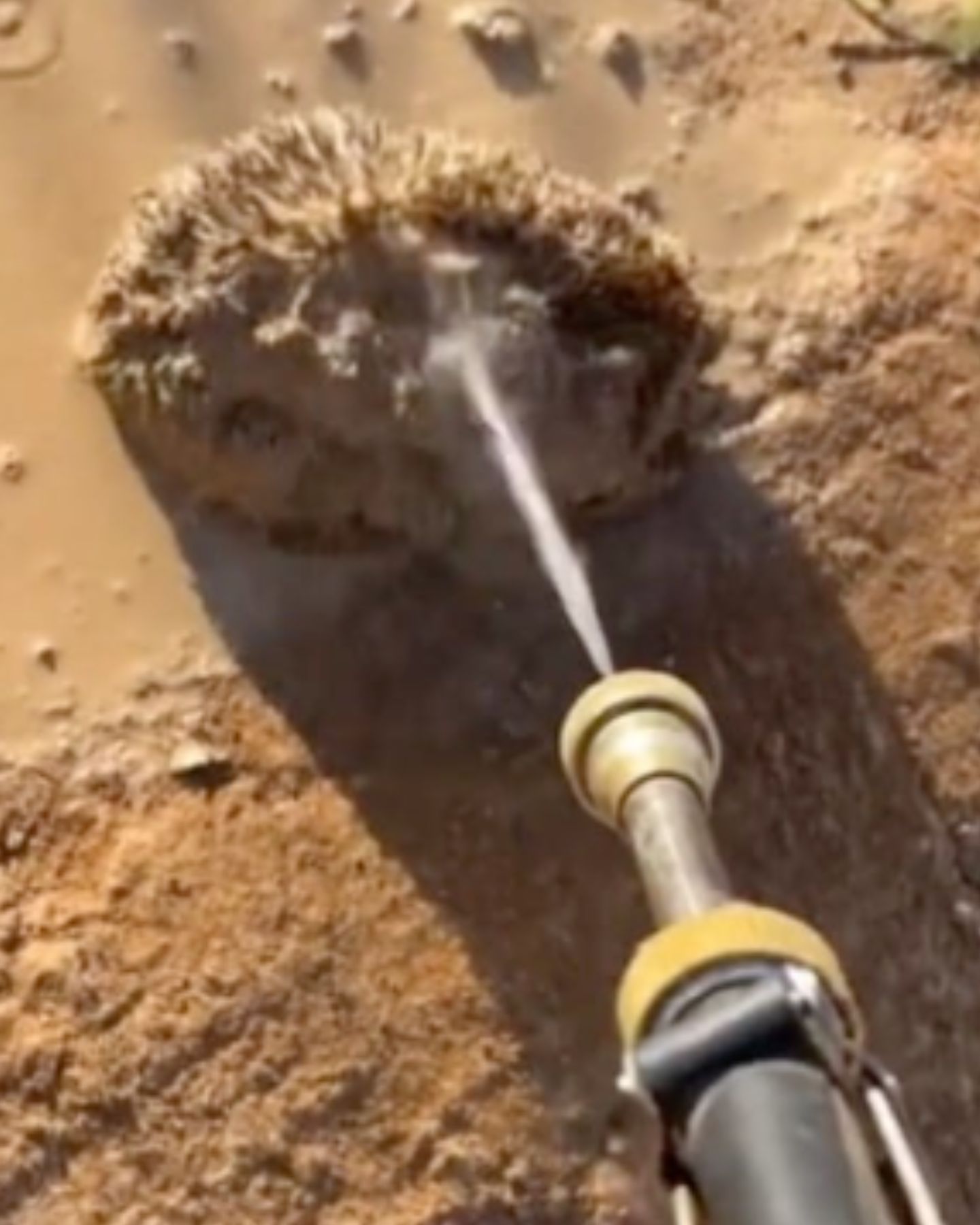 washing mud off hedgehog