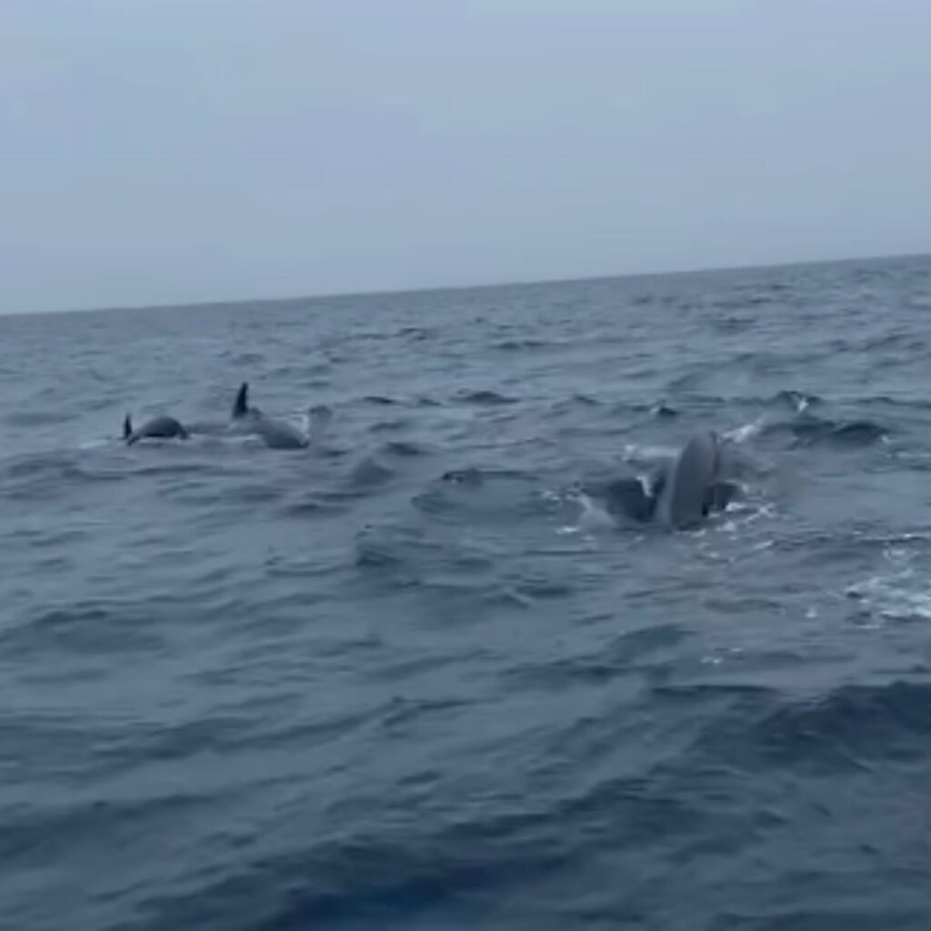 whales in the sea