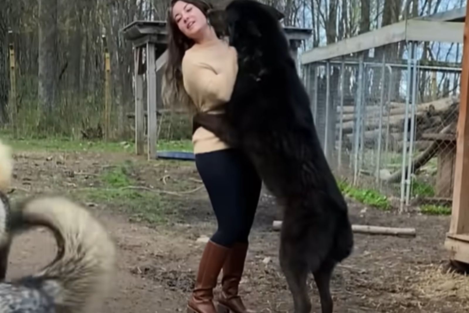 wolf dog and woman