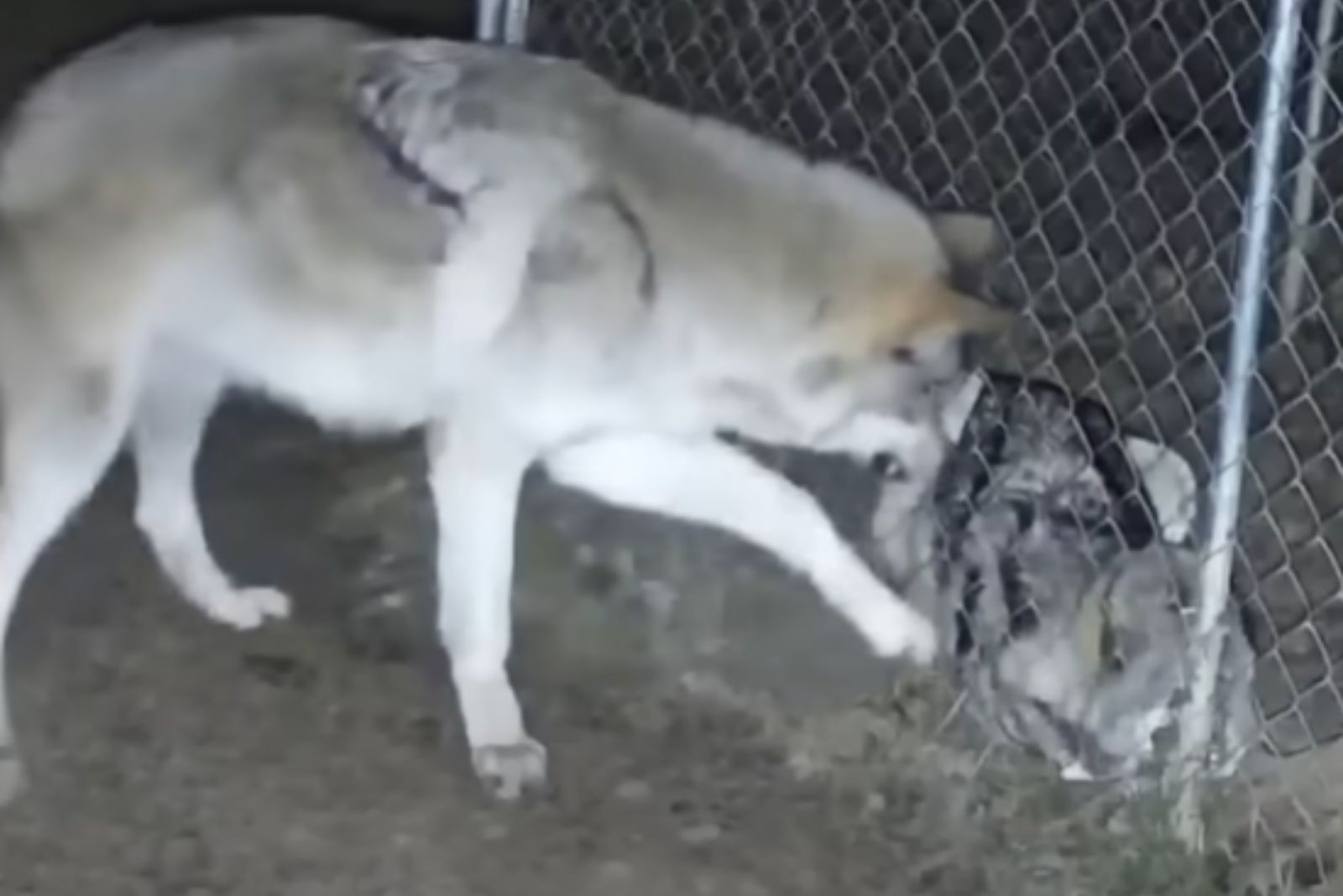 wolf dog next to a fence