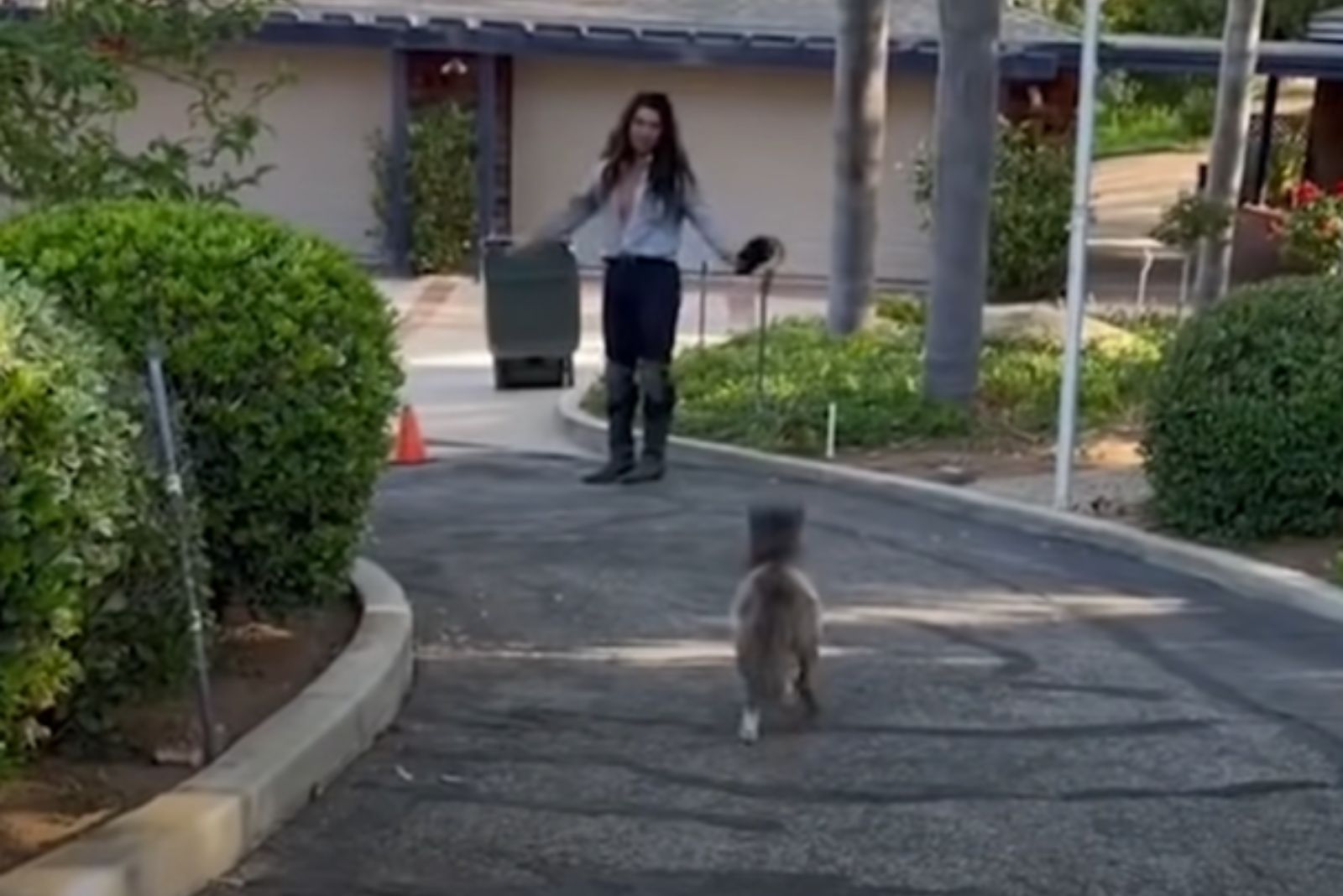 woman and miniature horse outdoors