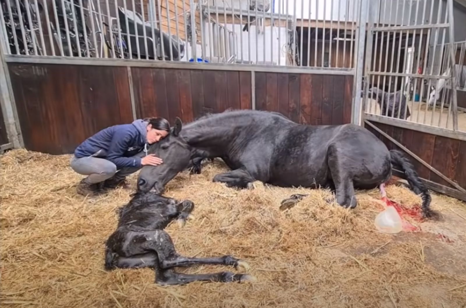 woman comforting mama horse