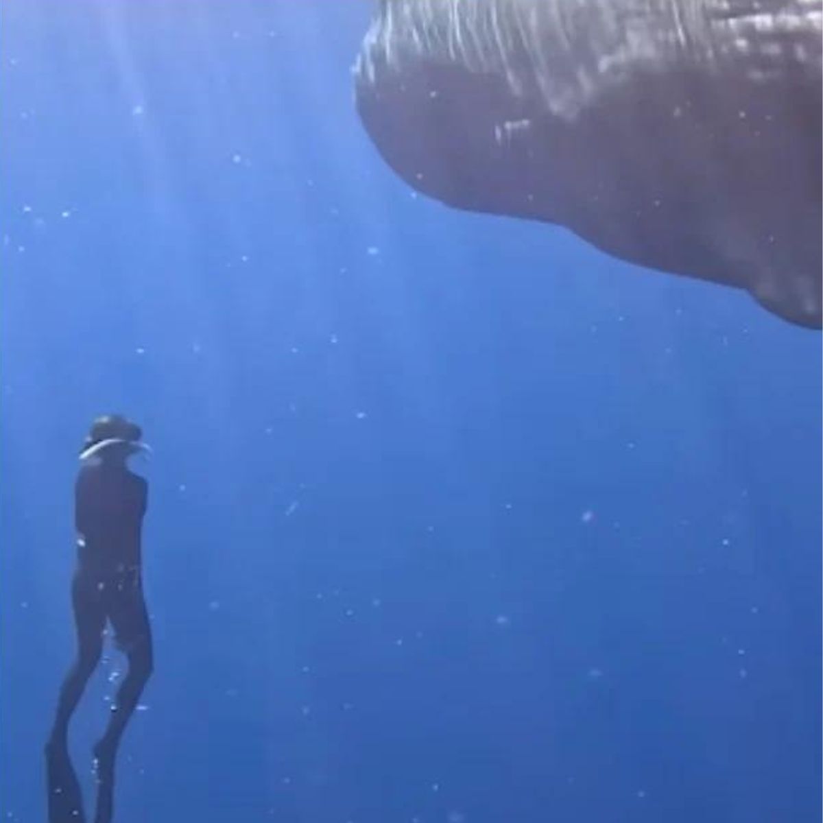 woman diving to whale