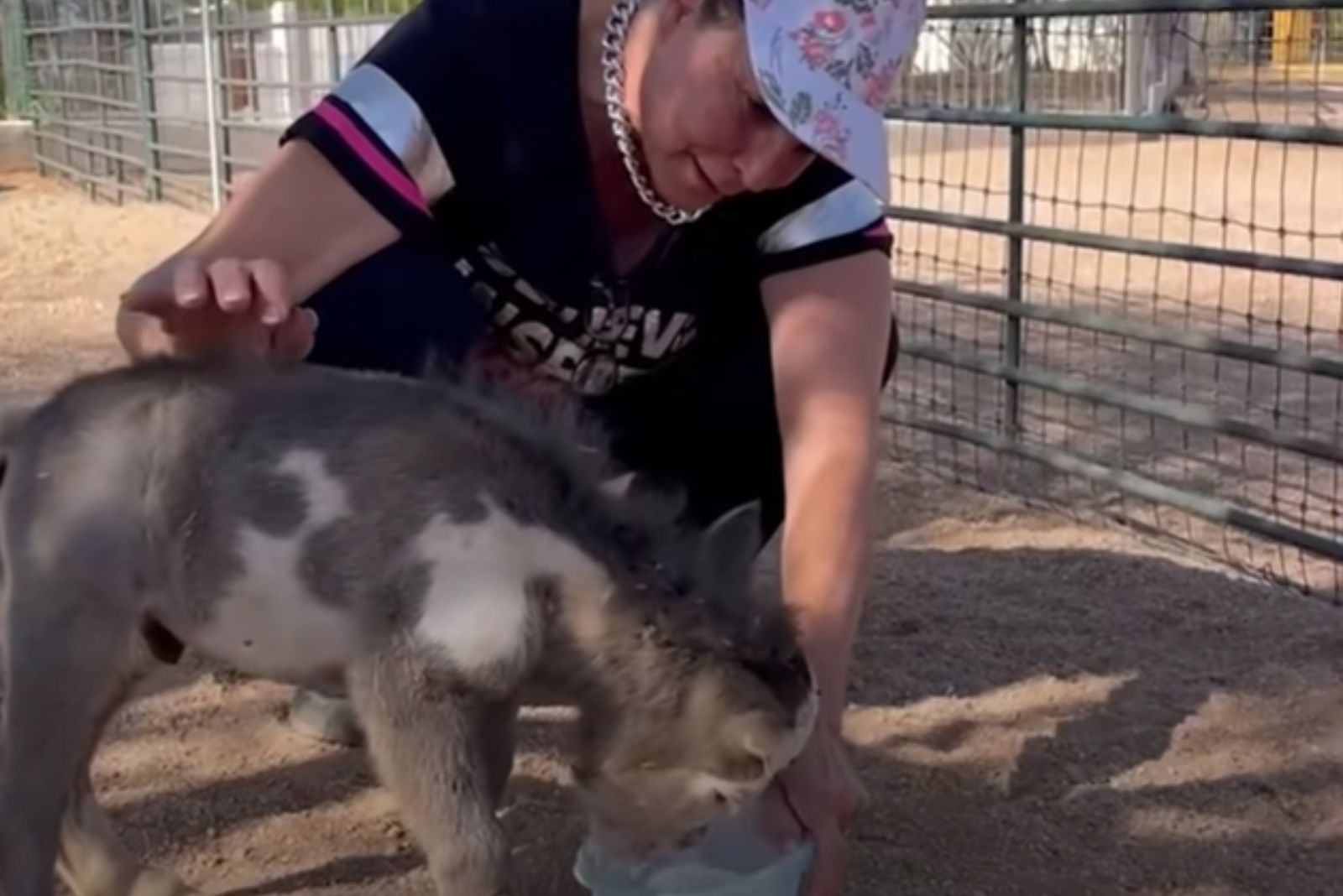 woman feeding miniature horse