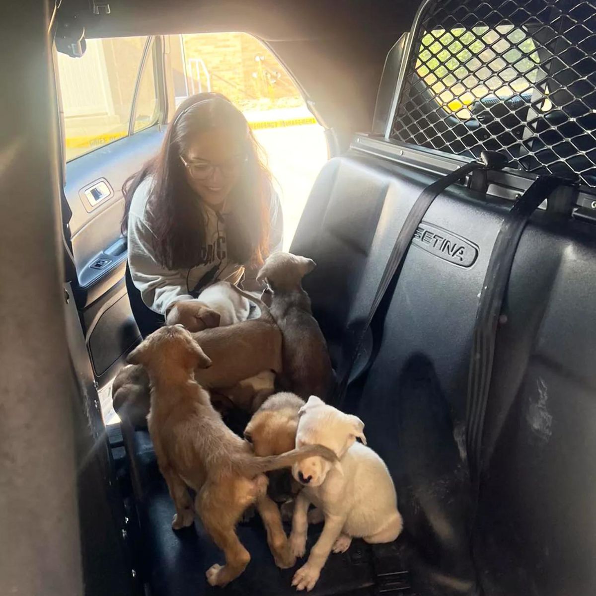 woman getting puppies into the car