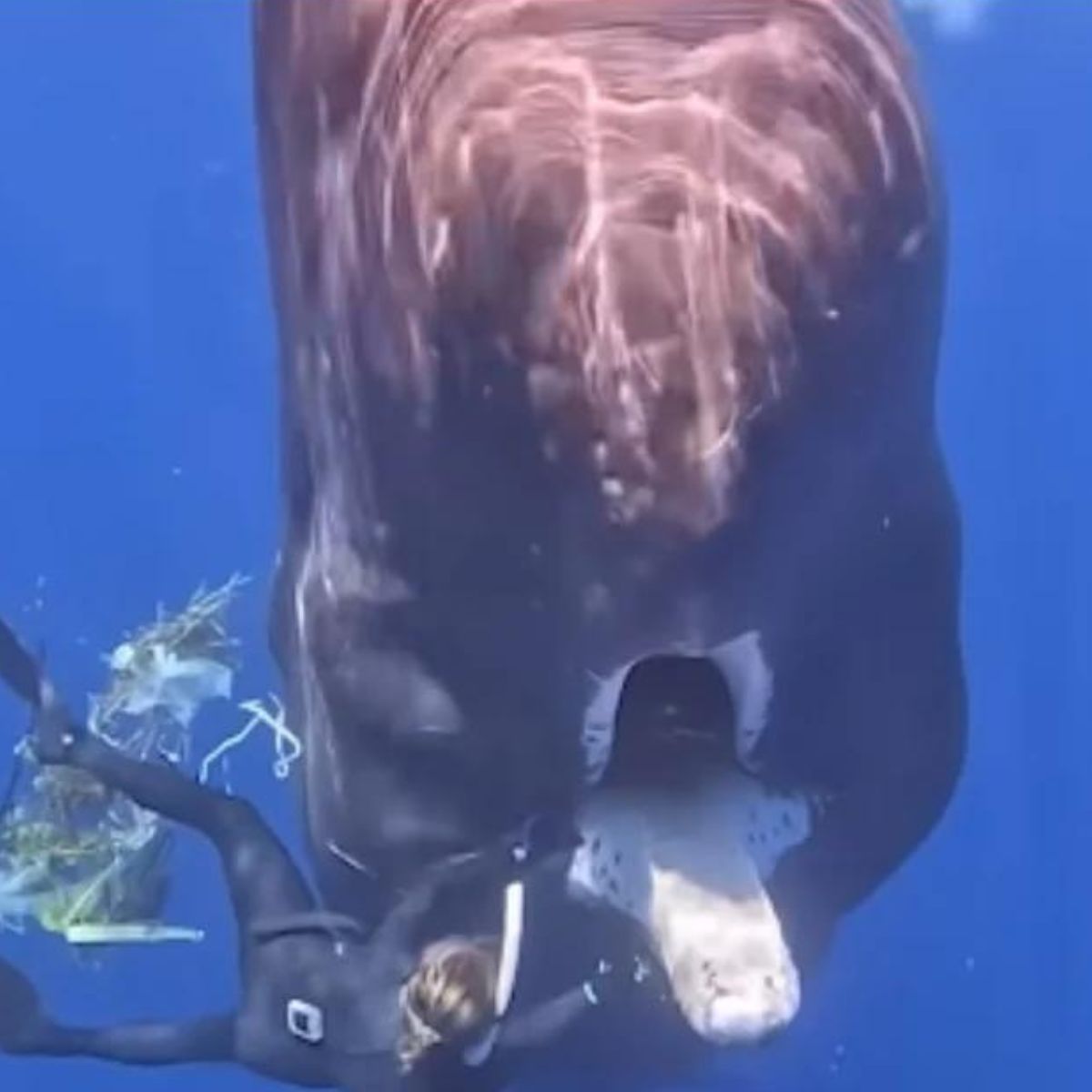 woman helping whale in water