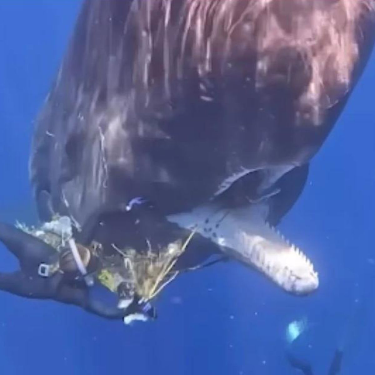 woman rescuing choking whale