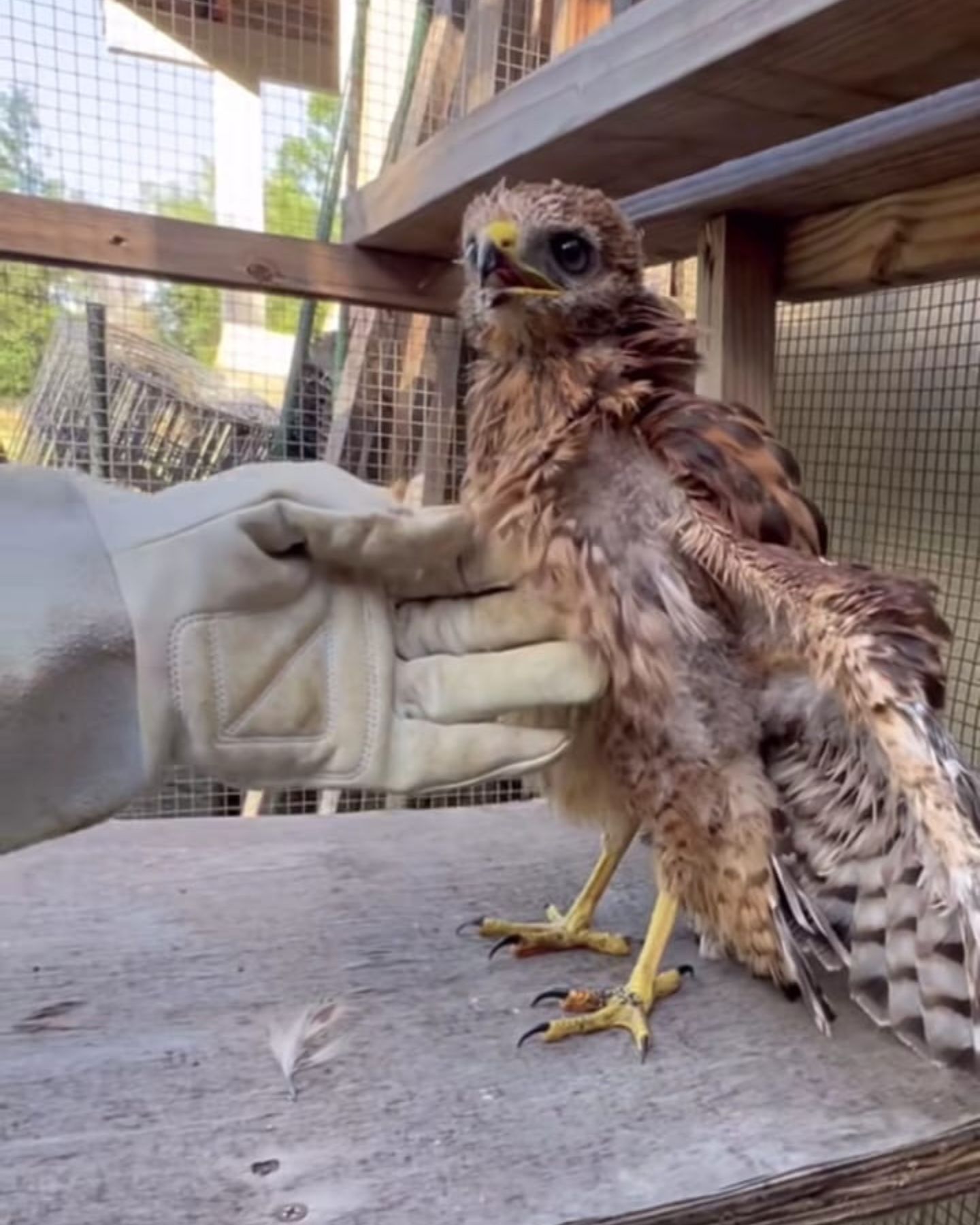 woman with gloves holding a hawk