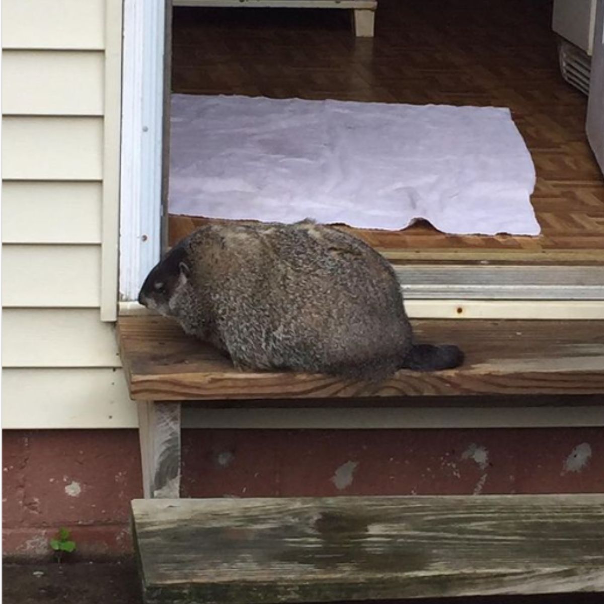 woodchuck on doorstep