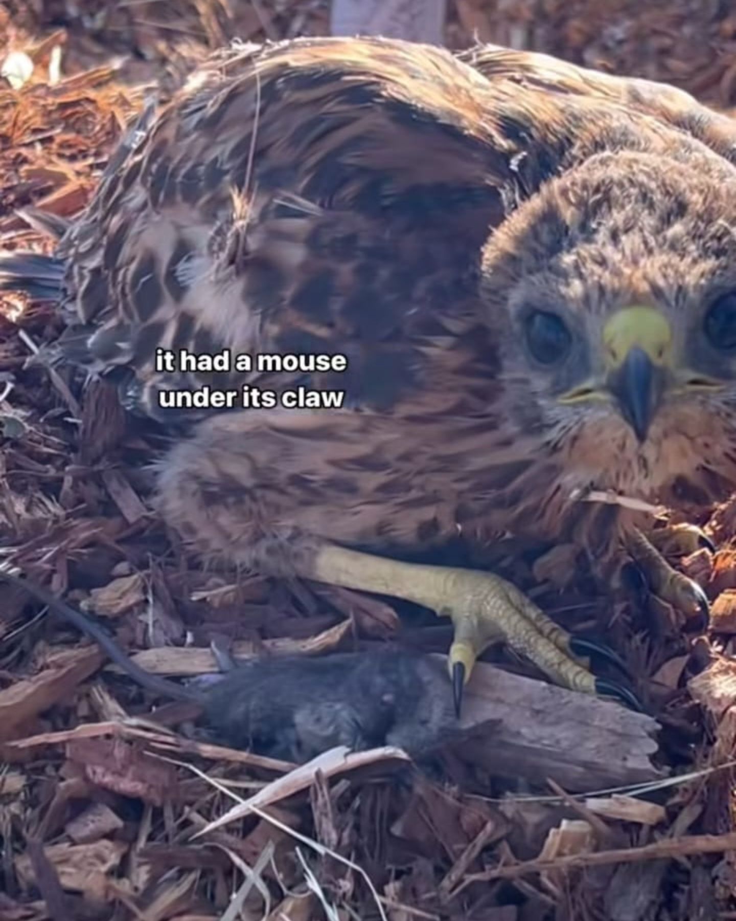 wounded hawk