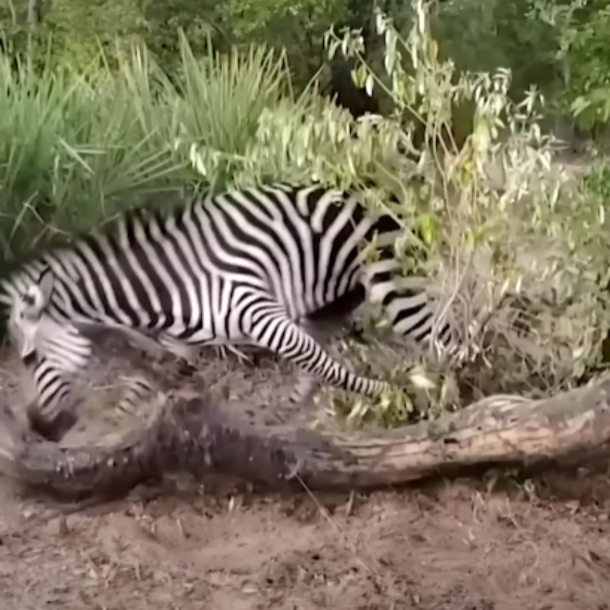 zebra lying