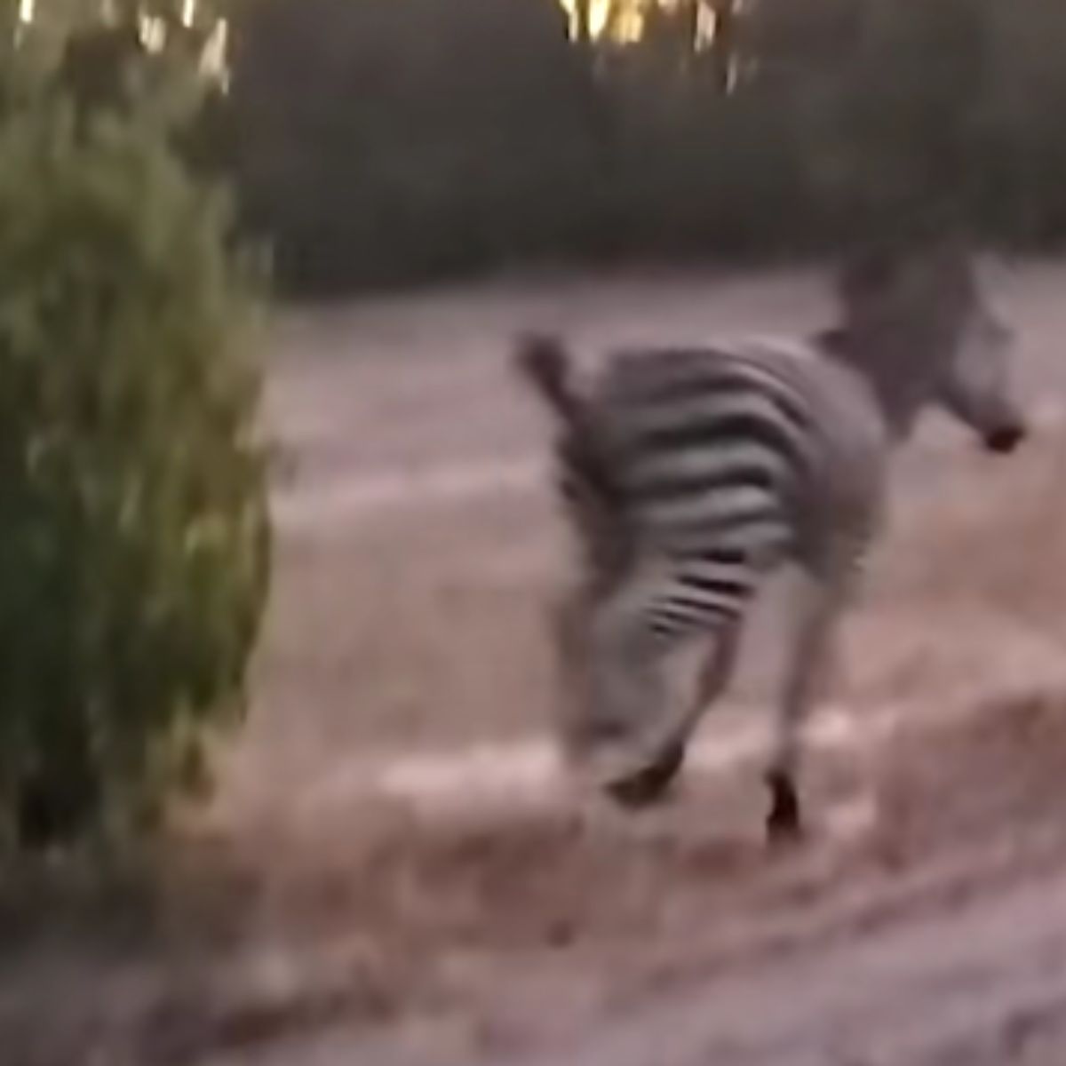 zebra running