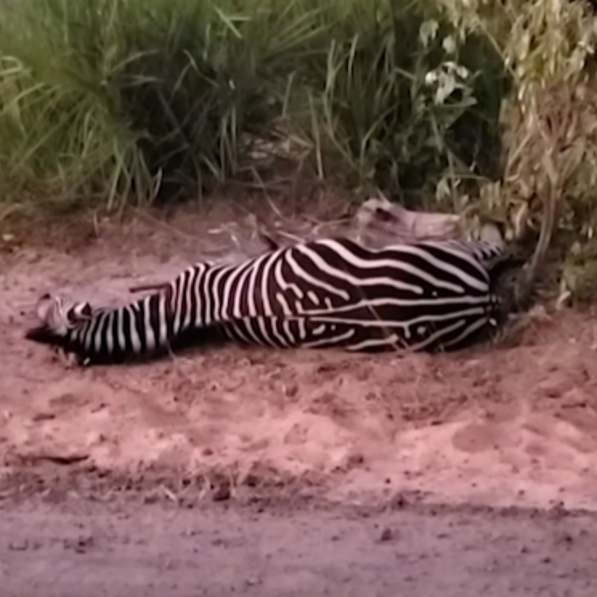 zebra trapped in wire