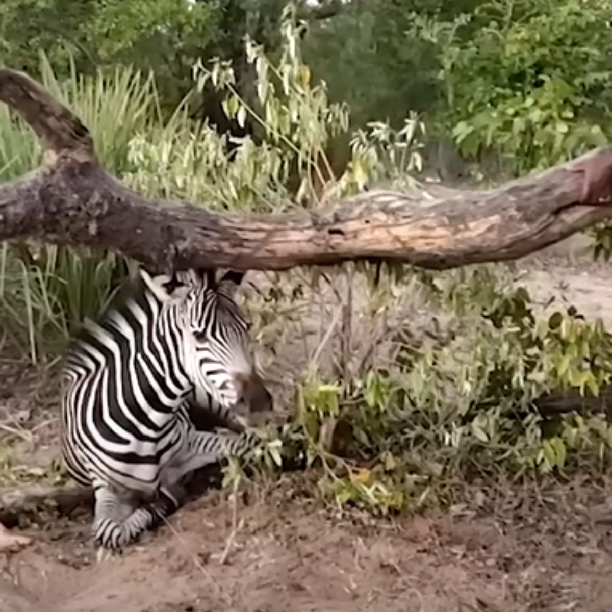 zebra under a tree