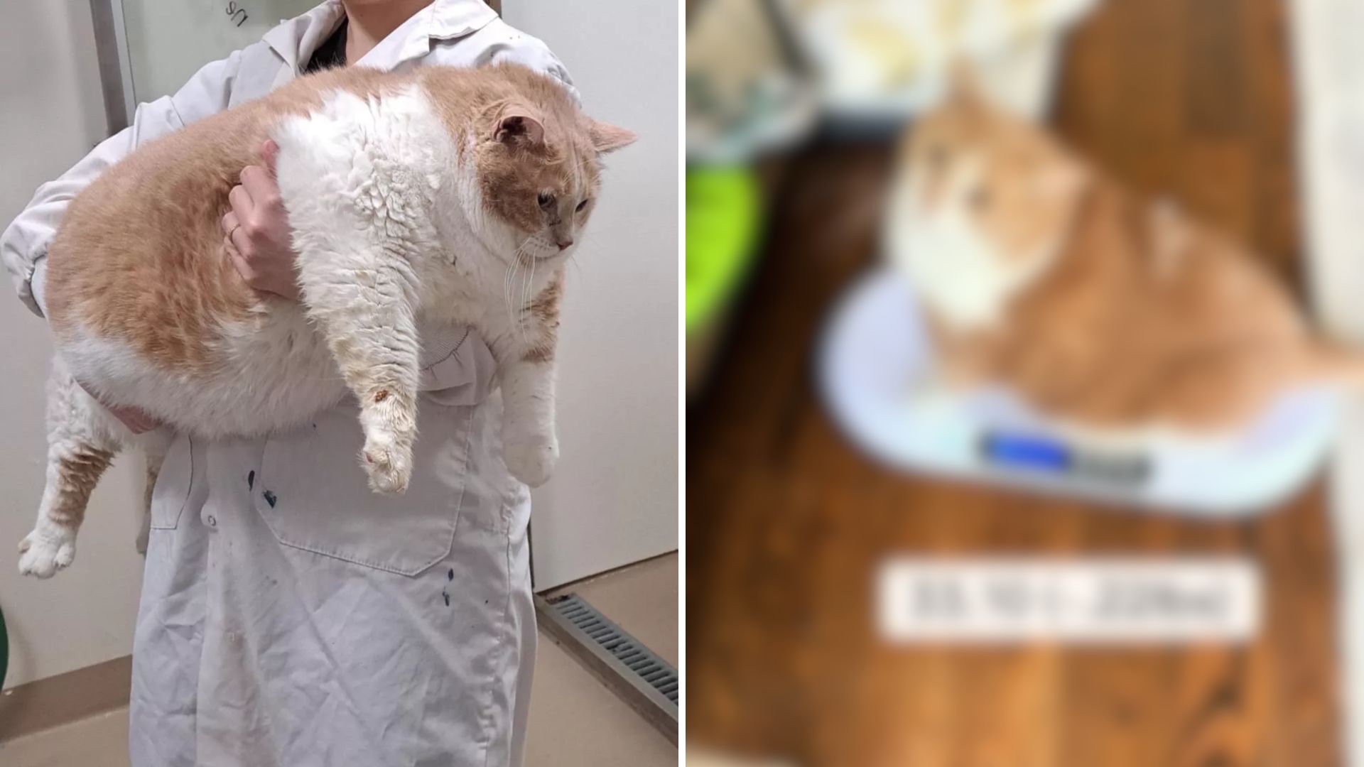 ‘Biggie Smalls’ The Cat Goes Viral For His Weight Loss Journey