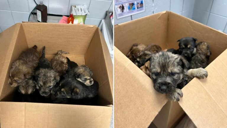 puppies in a box
