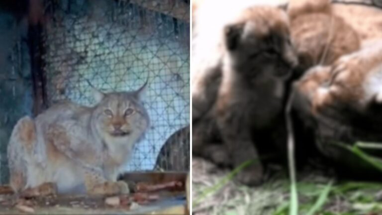 A Lynx Cat Saved From Cage
