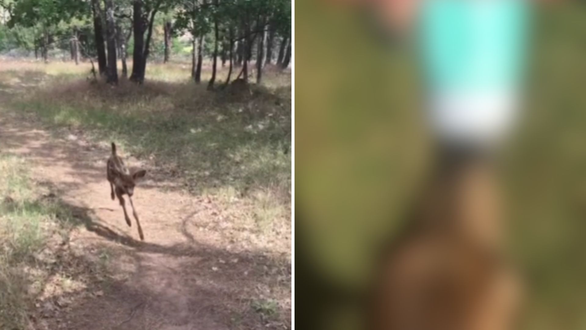 abandoned baby deer