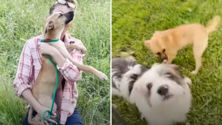 Abandoned Puppy Found In A Texas