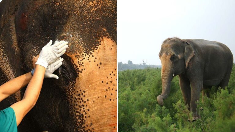 Abused Blind Elephant Spends Almost 50 Years Suffering In Captivity