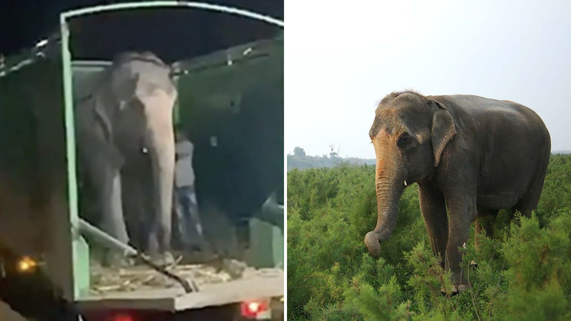 Abused Blind Elephant