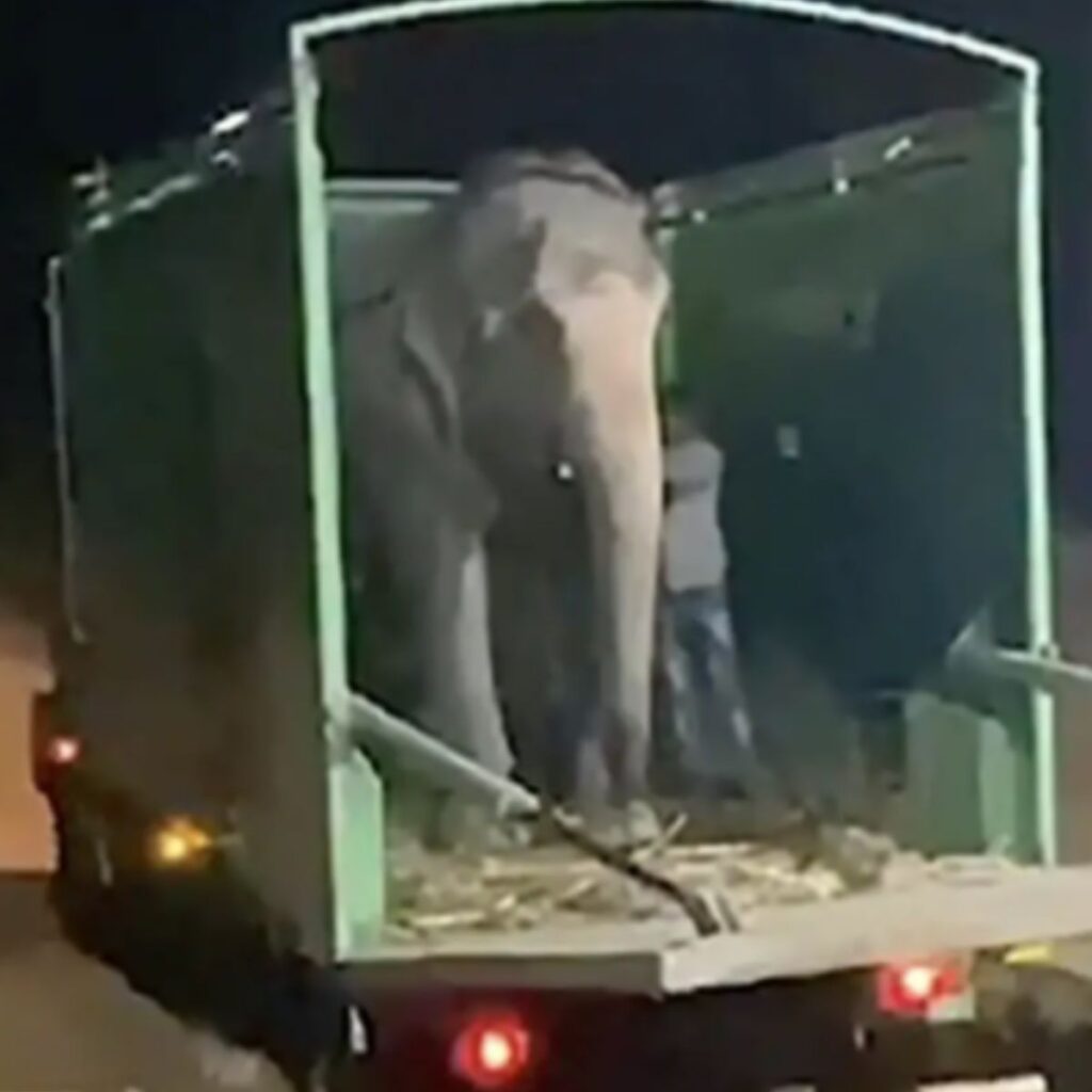 Abused Blind Elephant in a van