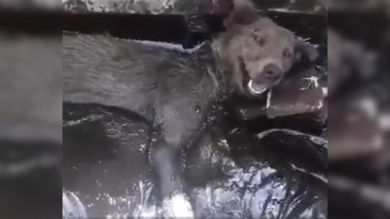 dog screaming in a scorching asphalt