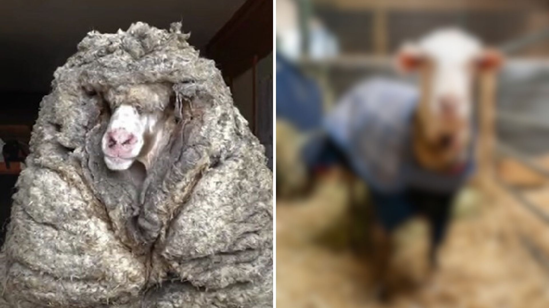 After Shearing 77 Pounds of Fleece, Baarack The Merino Ram Is Transformed Beyond Recognition