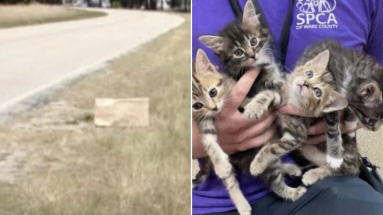 five abandoned kittens