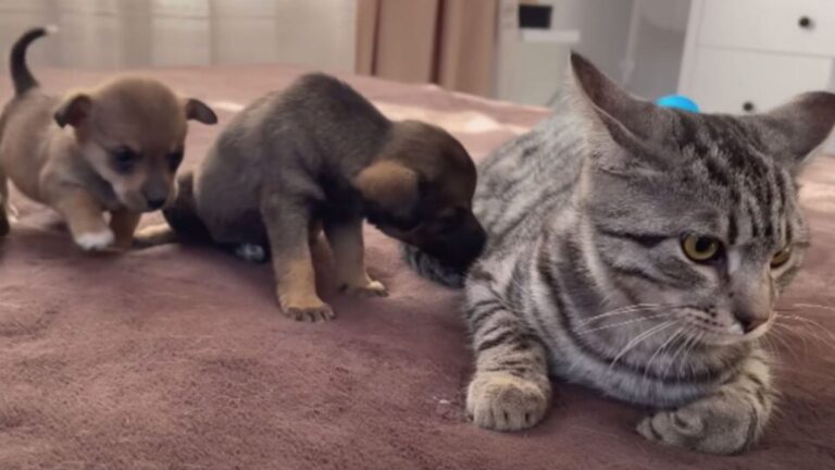 puppies and cat