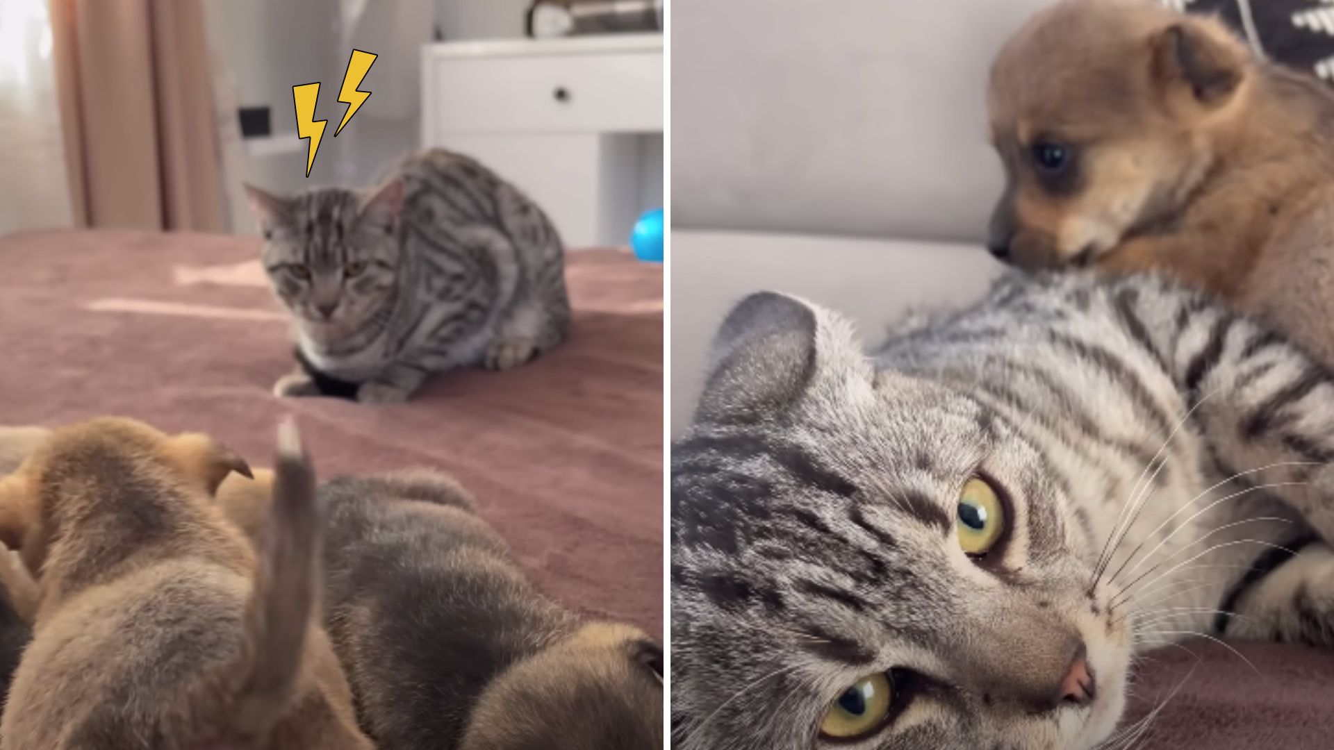 Annoyed Cat Has Hilarious Reaction At Four Playful Puppies Bothering Him