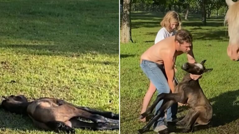 baby foal couldn't walk