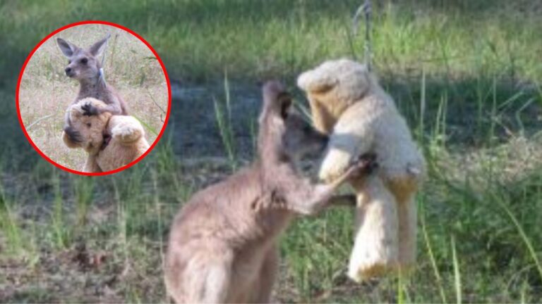 baby kangaroo and a teddy bear