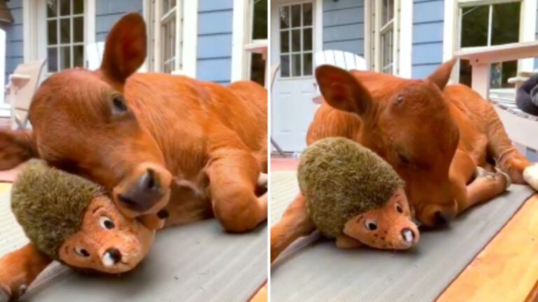 brown cow