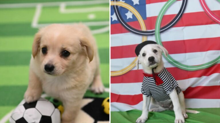 dogs on their games