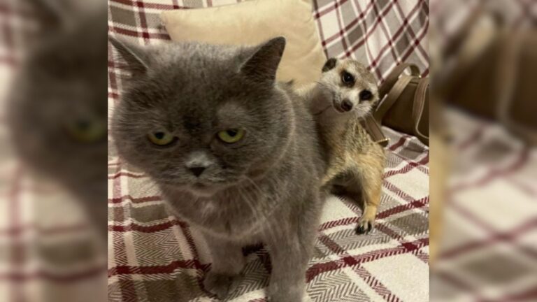 meerkat and a cat friendship