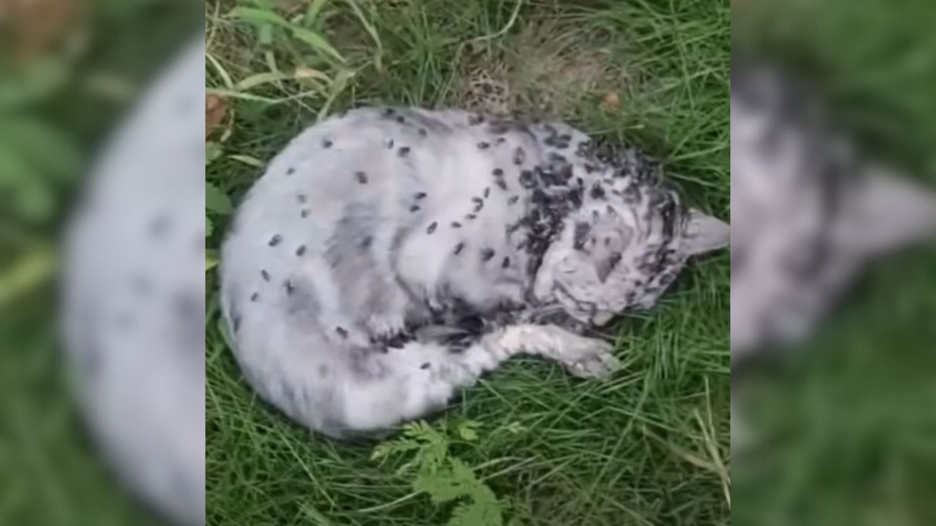 cat covered in flies