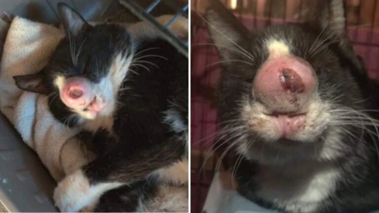 cat with big nose