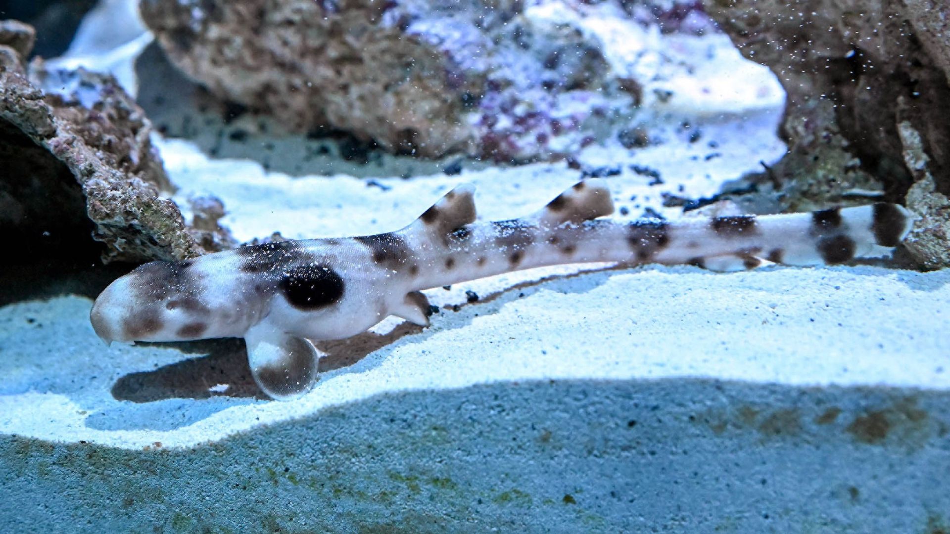 epaulette shark in a zoo