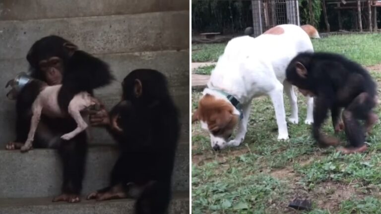 chimp family heals a puppy