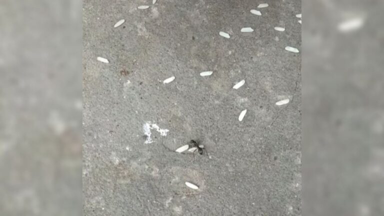 clever ants