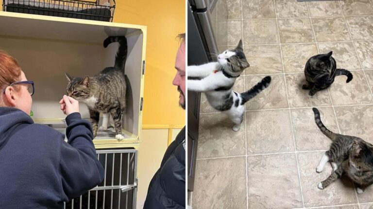 Couple Comes To Shelter Looking For A Cat