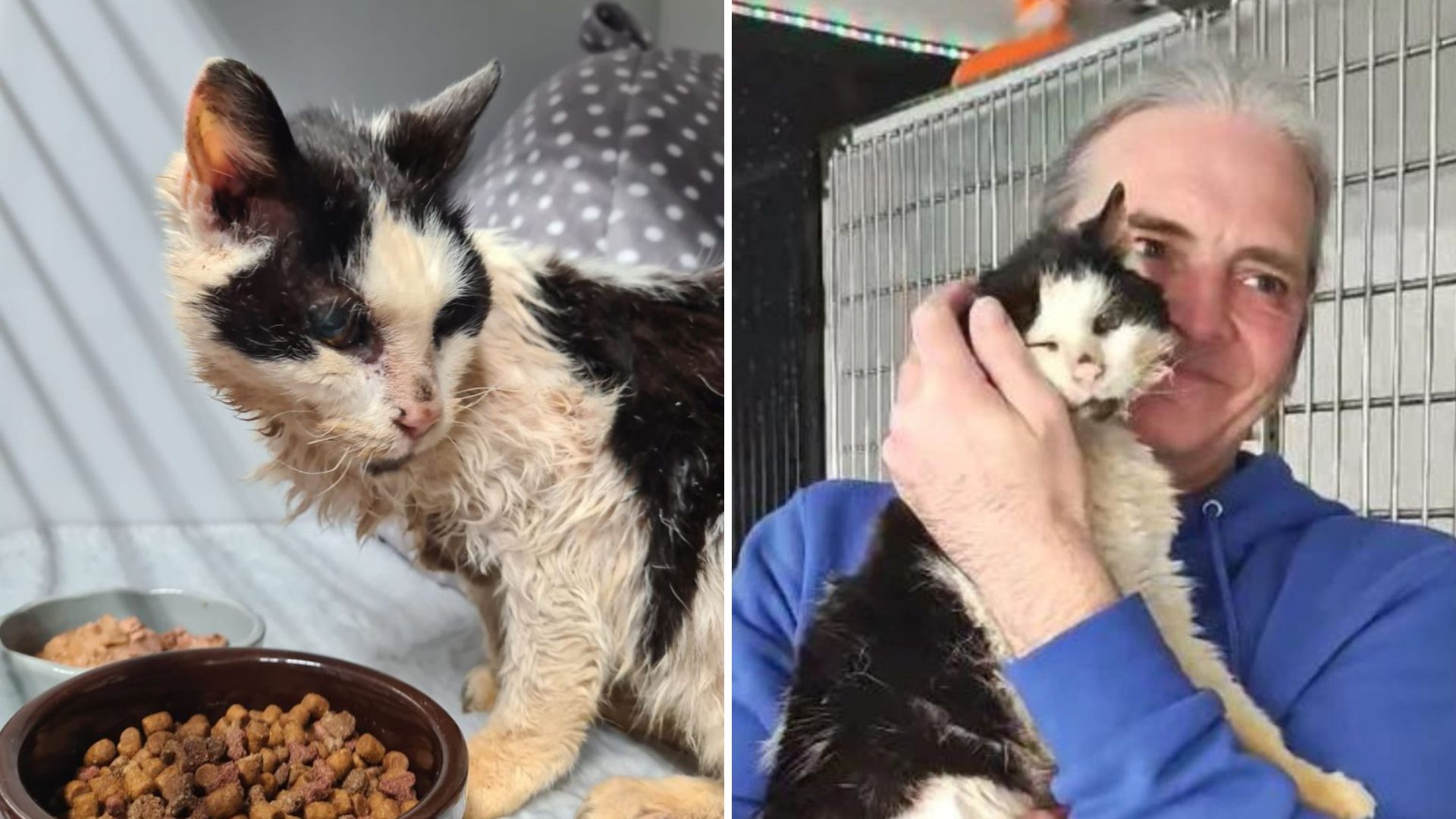 Deaf Senior Cat Cries As She Reunites With Her Family After Two Long Years