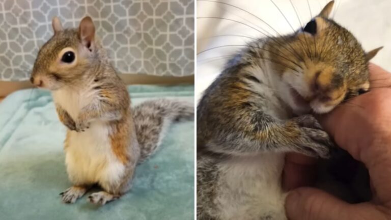 tiny squirrel