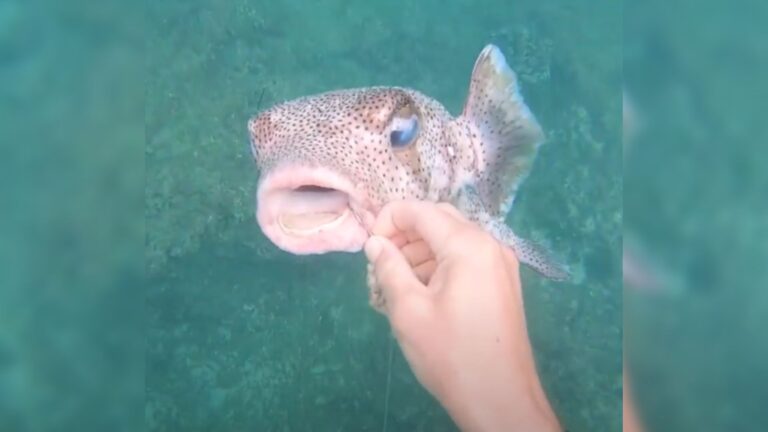 venomous pufferfish