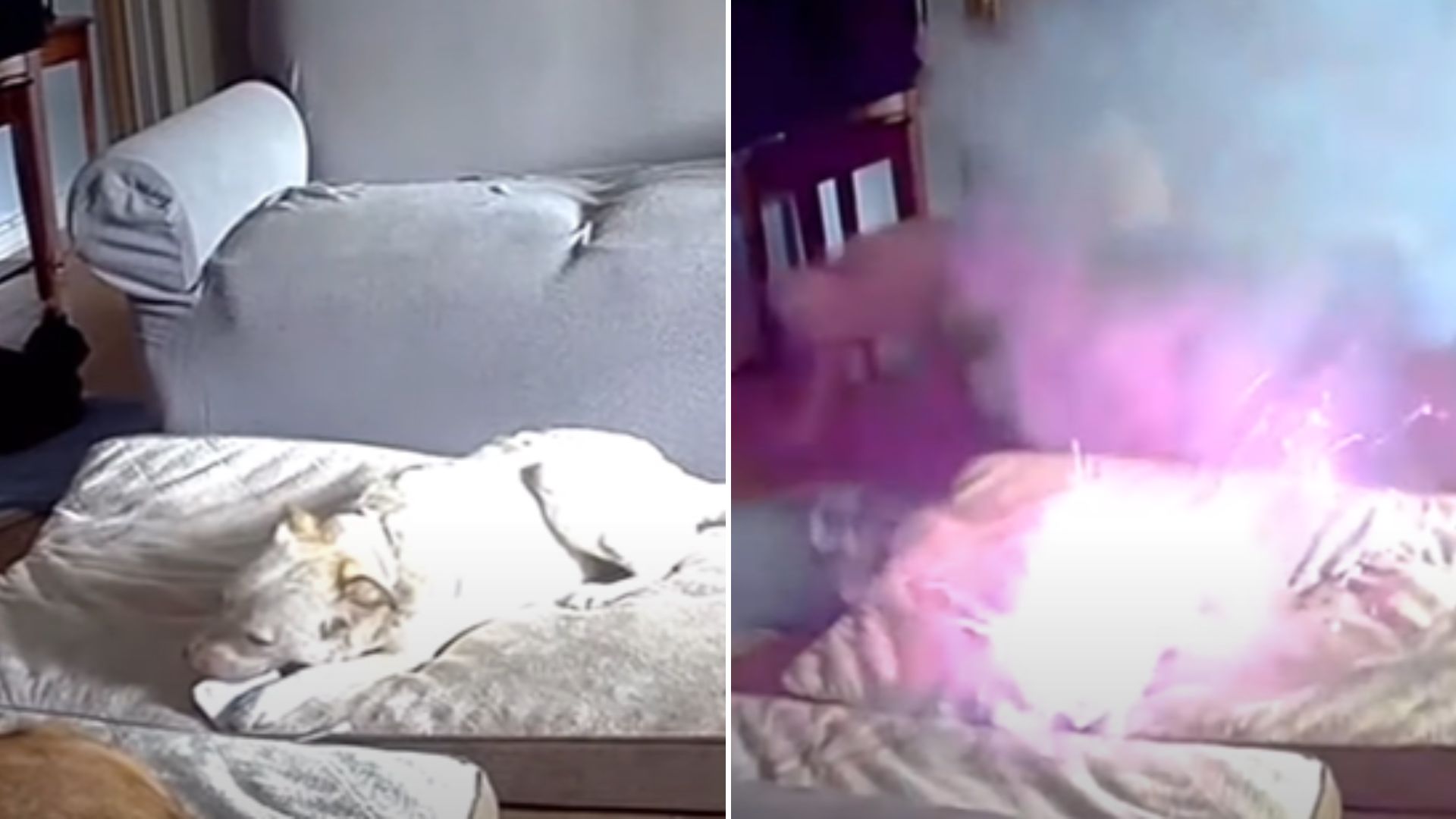 dog sets house on fire