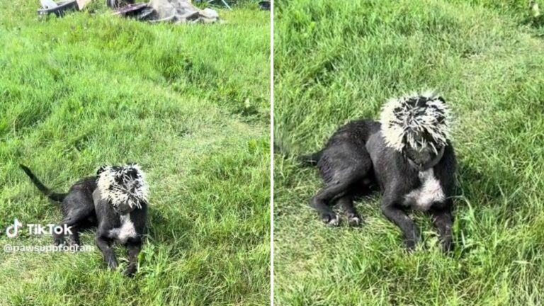 injured dog