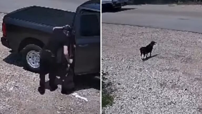 dog desperately waiting for her owner