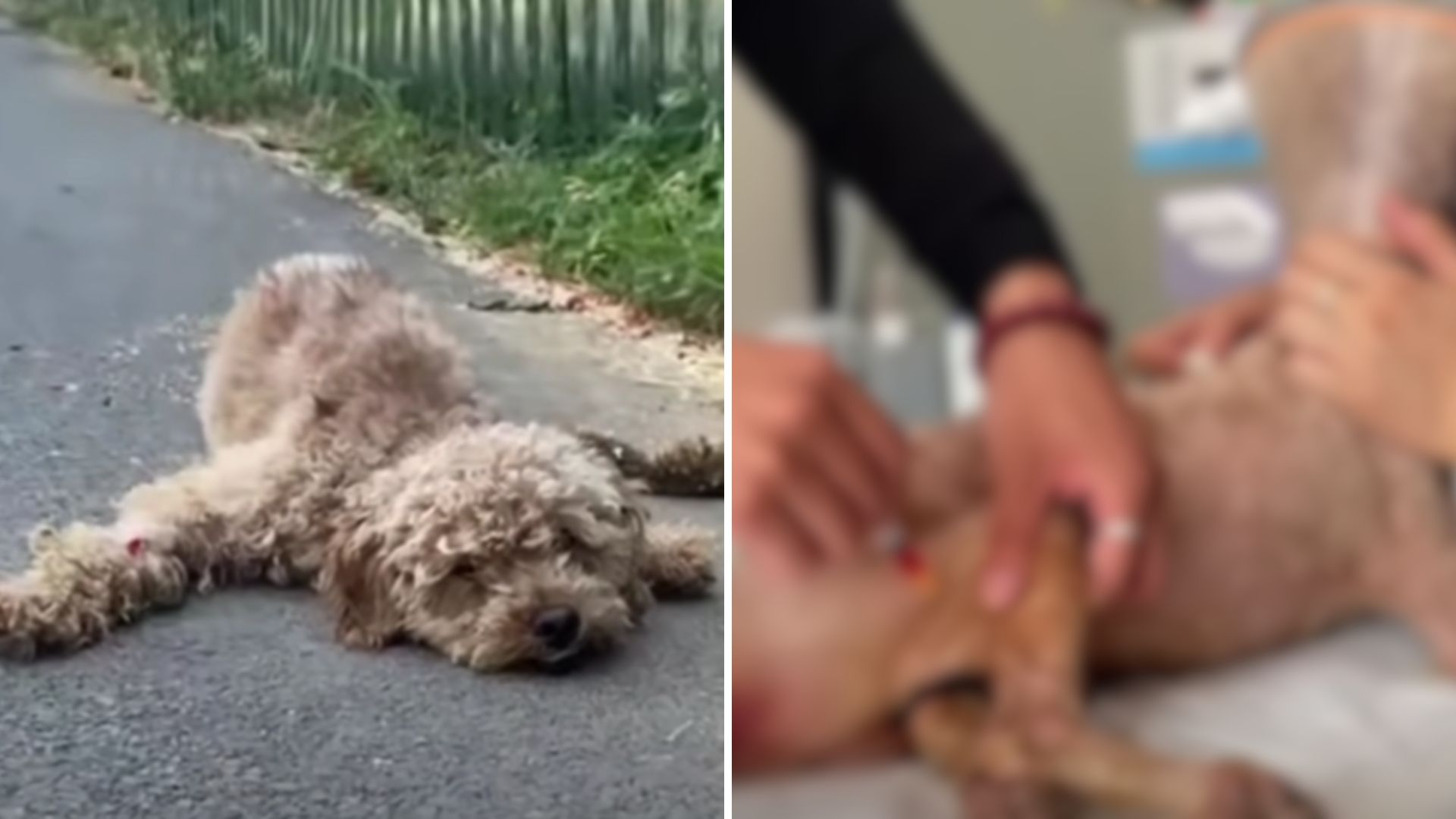 Dog Dragging His Paralyzed Legs Behind Collapses On The Street Due To Temperatures Reaching 105°F