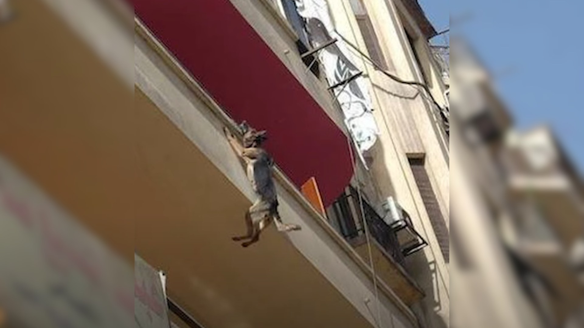 dog hanging from balcony by a chain